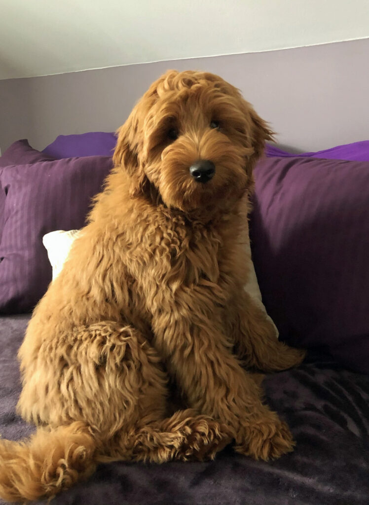 Australian best sale labradoodle midwest