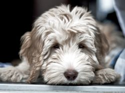 midwest-labradoodle-payment-jpg