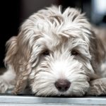 midwest-labradoodle-payment-jpg